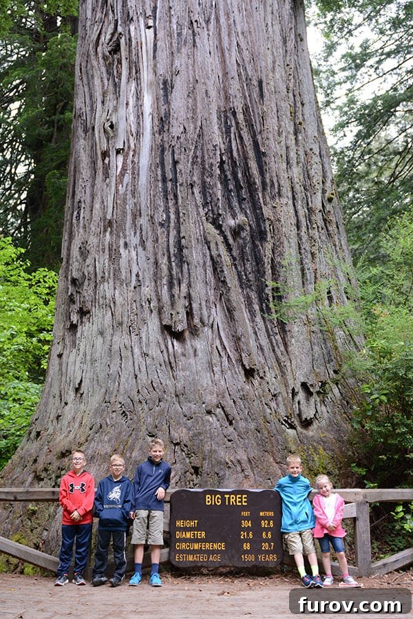 Effortless Wonders: Your Relaxed Guide to the Redwood Giants 6 Five children stand in front of the colossal Big Tree in Prairie Creek State Park, marveling at its immense size.