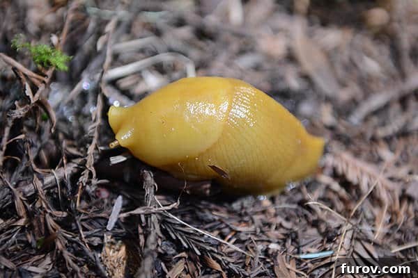 Effortless Wonders: Your Relaxed Guide to the Redwood Giants 9 A vibrant yellow banana slug glides slowly across a damp forest floor, a common sight in the Redwoods.