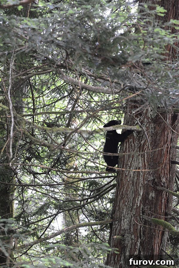 Effortless Wonders: Your Relaxed Guide to the Redwood Giants 10 A small bear cub cautiously climbs a Redwood tree, its fur dark against the textured bark.
