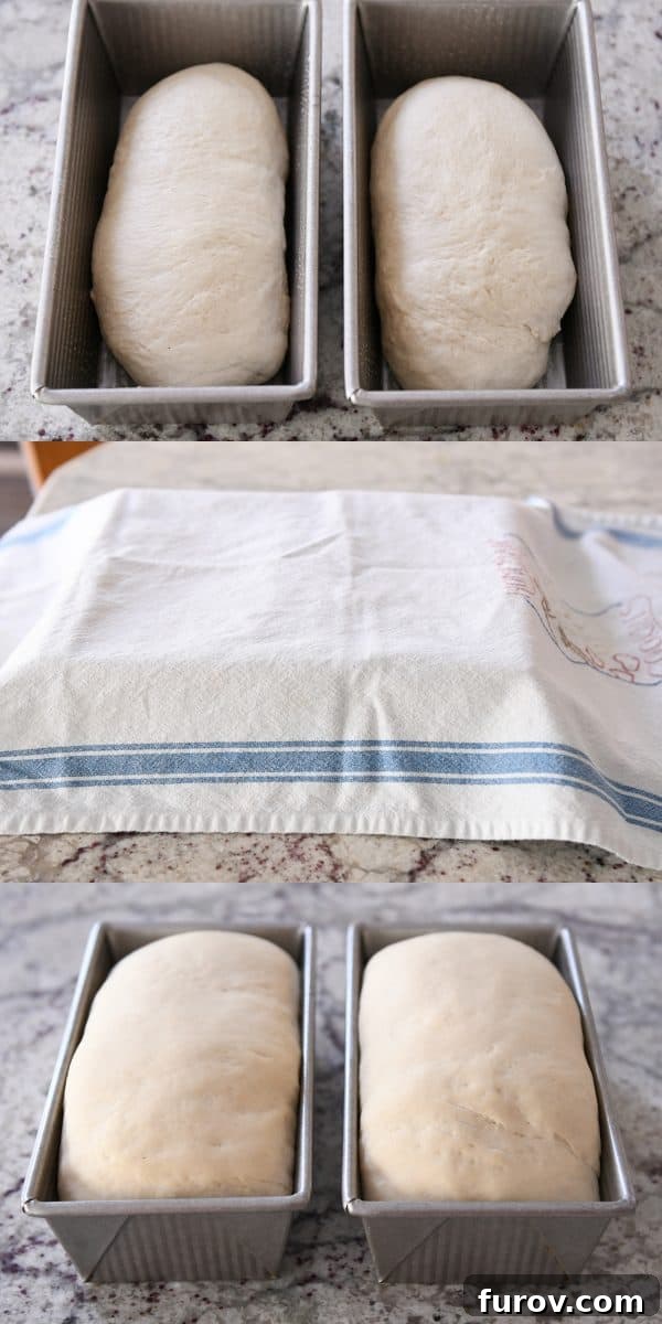 Two loaves of bread covered with a towel, rising beautifully in metal bread tins, indicating they are almost ready for the next crucial step.