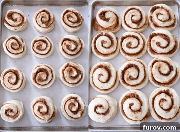 Master Cheryl's Famous Cinnamon Rolls: A Step-by-Step Guide to the Best Recipe and Baking Secrets 26 A side-by-side comparison showing cinnamon rolls before their second rise (left) and after they have puffed up significantly and are nearly touching (right) on a baking sheet.