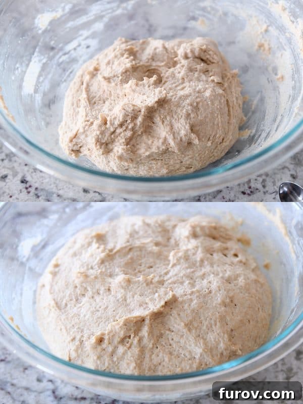 Simple Homemade English Muffins No Mixer Whole Grain 10 Risen and unrisen easy homemade english muffin dough in glass bowl.