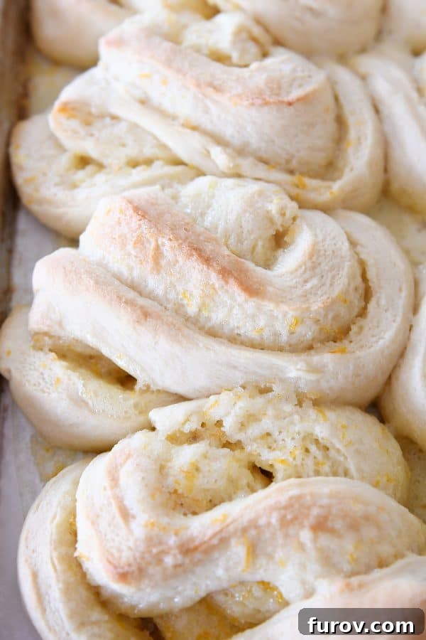 Perfected Homemade Orange Sweet Rolls 13 Freshly baked homemade orange sweet rolls, unglazed, arranged on a sheet pan.