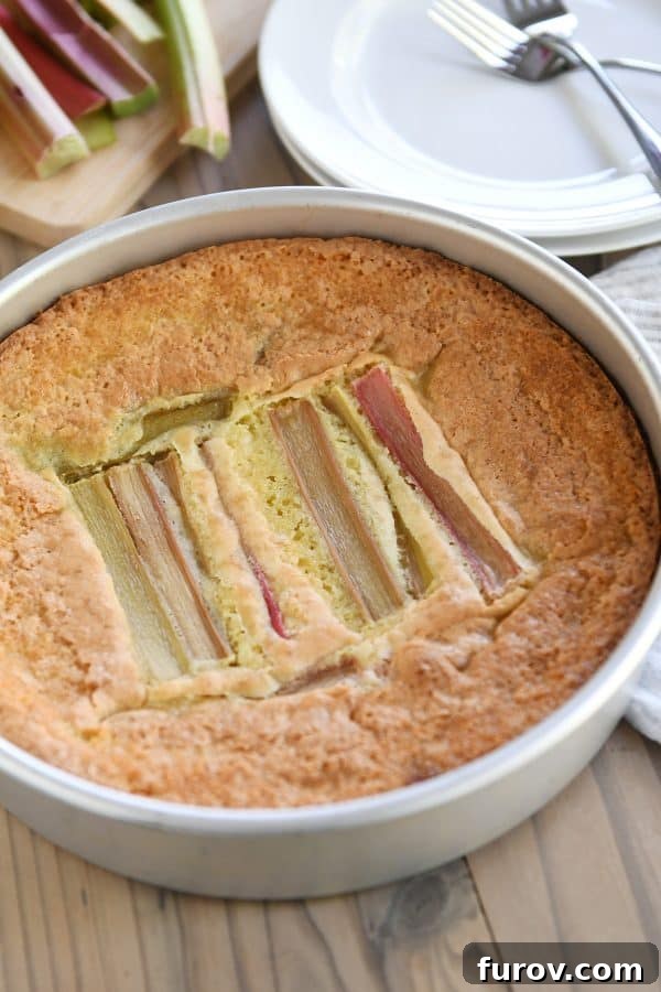 Tangy Rhubarb Custard Delight 10 A freshly baked Rhubarb Custard Cake, with its golden-brown edges and soft center, still resting in a 9-inch round baking pan, emitting a warm, inviting aroma.