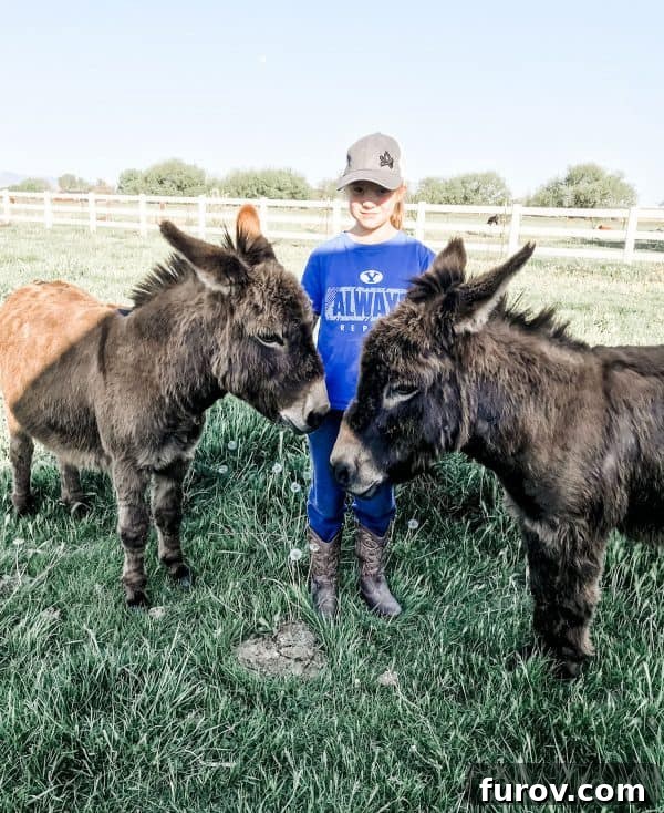 Young girl standing affectionately between two miniature donkeys in a grassy field, showcasing their gentle nature