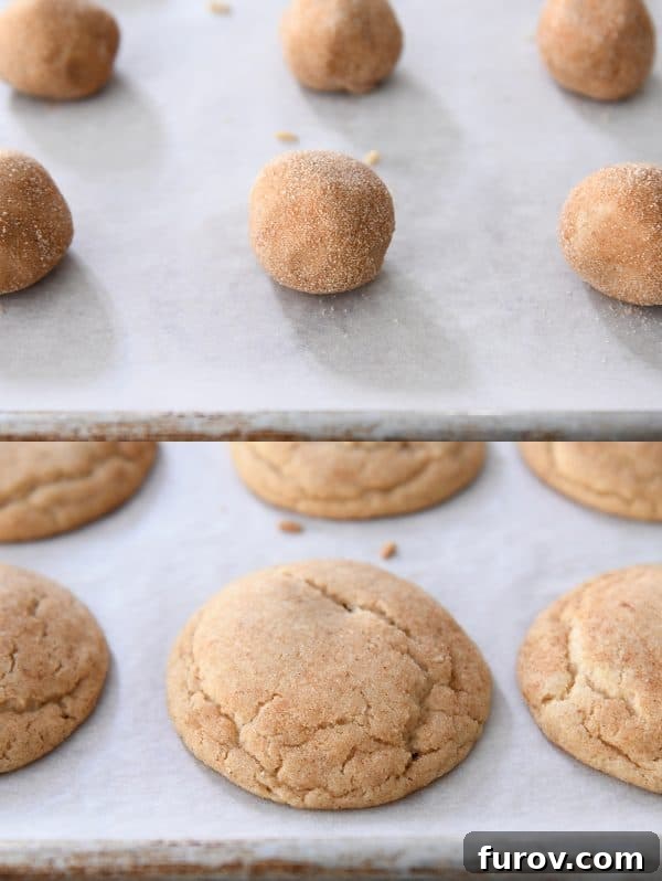 Snickerdoodle ball rolled in cinnamon and sugar and baked tray of snickerdoodles.