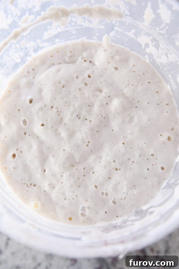 Sourdough for the Unmotivated 2 Bubbling fed sourdough starter in plastic bucket.