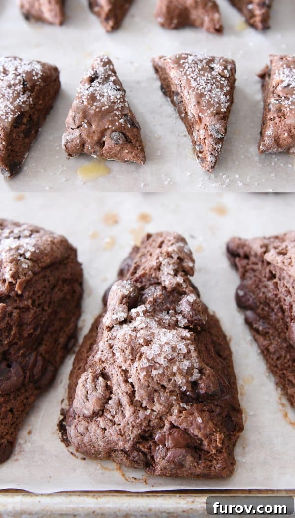 Baked chocolate scones on a parchment-lined sheet pan, fresh from the oven.