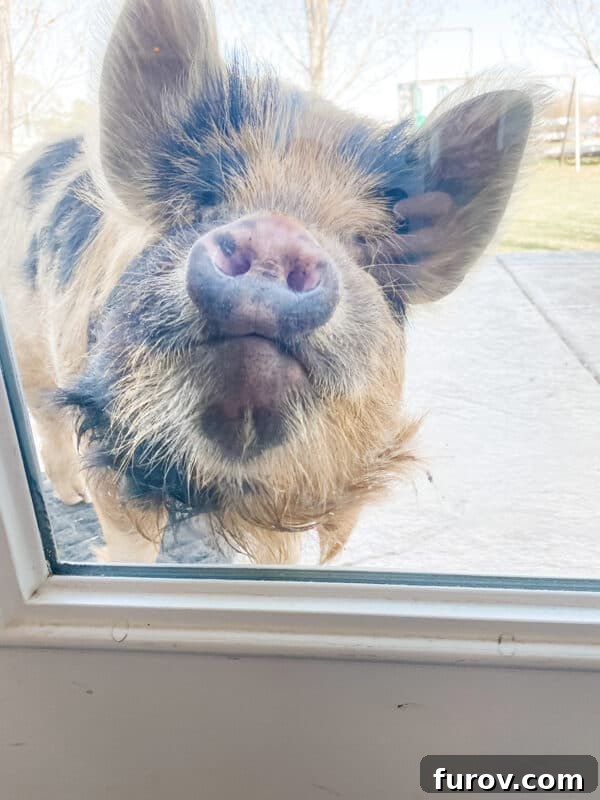 A curious pig looking intently through a back window of a house