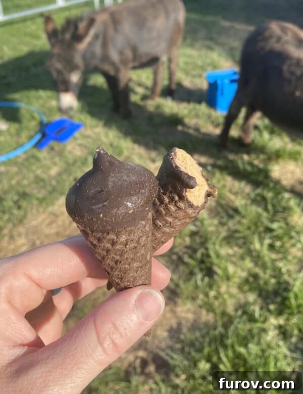 two mini ice cream cones in pasture with miniature donkeys, symbolizing a moment of relaxation amidst summer heat and personal challenges