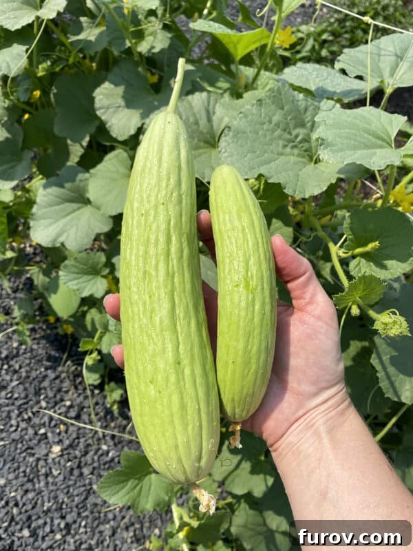 two vibrant Armenian cucumbers, highlighting their unique appearance and delicious quality