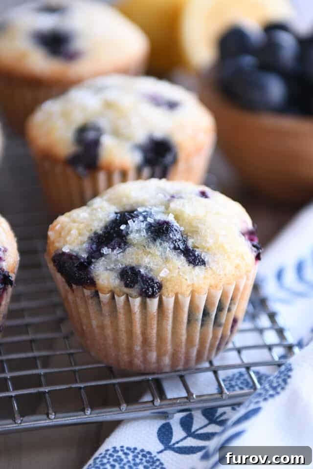 A single baked blueberry muffin cooling on a wire rack, showcasing its texture and dome.