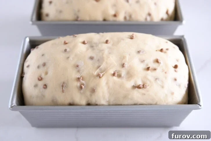 An unbaked loaf of Cinnamon Burst Bread dough, perfectly risen just above the rim of its loaf pan, ready for the oven and its golden transformation.