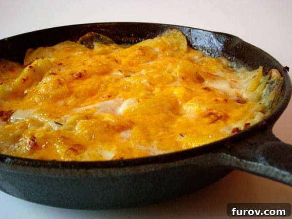 Blue and Gold Potato Gratin 2 Golden brown skillet of blue cheese and cheddar scalloped potatoes with melted cheese and herbs, ready to serve.