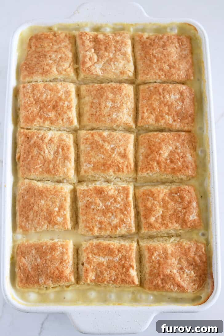 The Perfect Chicken or Turkey Pot Pie 7 White 9X13-inch pan with baked biscuits and bubbling chicken pot pie filling.