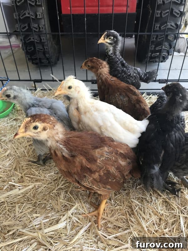 Summer farm life with animals and garden