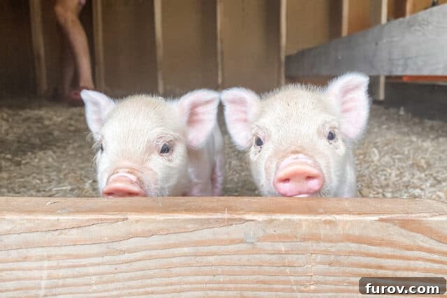 Friday Musings 4 Two curious pink Kunekune piglets gaze directly at the camera with wide eyes.