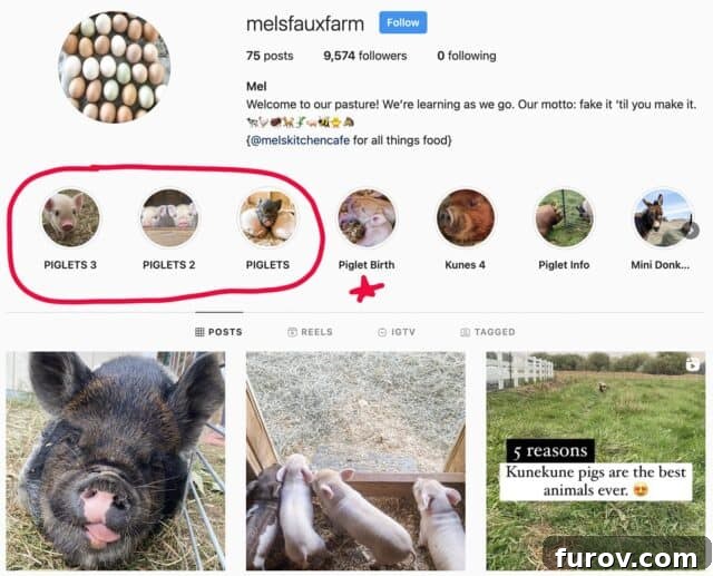 Friday Musings 5 A screenshot of Mel's Instagram faux farm page, showcasing cute piglet photos and updates.